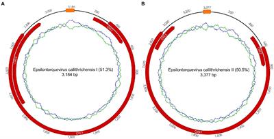 Discovery of two novel Torque Teno viruses in Callithrix penicillata provides insights on Anelloviridae diversification dynamics